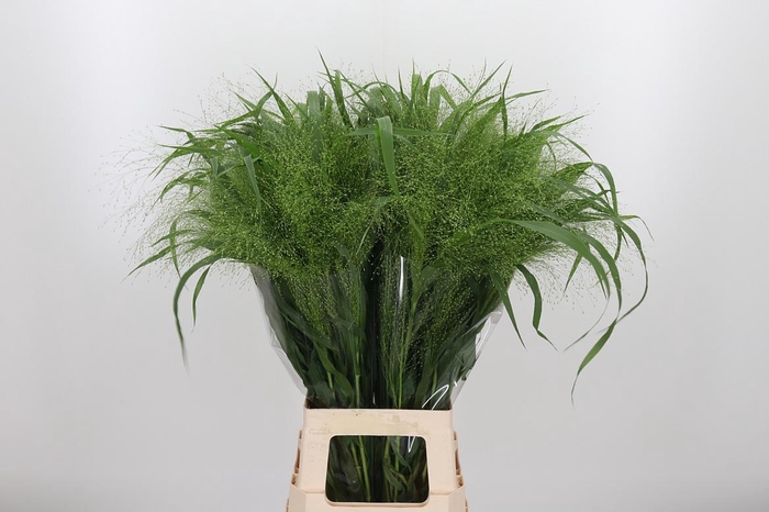 <h4>Panicum Fountain</h4>