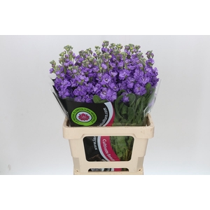 Matthiola Iron Blue