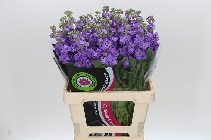 <h4>Matthiola Iron Blue</h4>