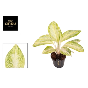 Aglaonema Arctic Lime