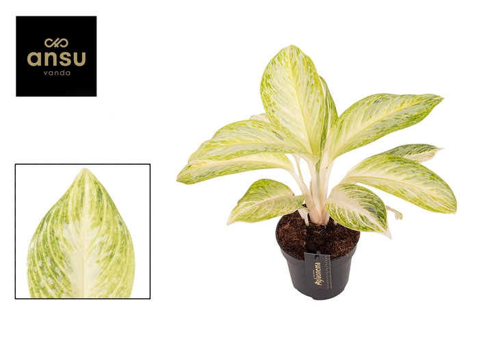 <h4>Aglaonema Arctic Lime</h4>