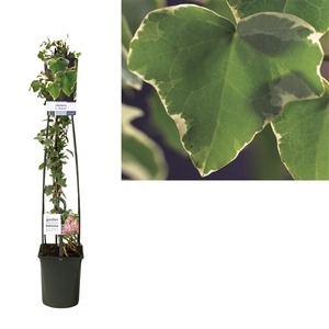 Hedera h. 'Glacier' +light label