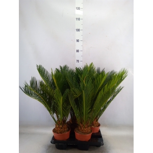 Cycas revoluta