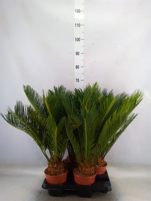 <h4>Cycas revoluta</h4>
