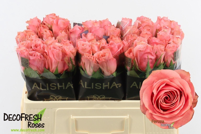 <h4>Rs gr Feruza@</h4>