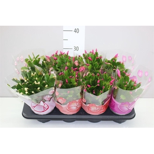 Schlumbergera Gemengd