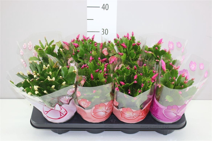<h4>Schlumbergera Gemengd</h4>