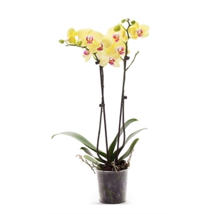 Phal Limelight 2T14+