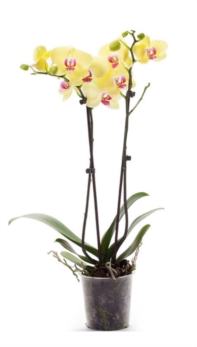 <h4>Phal Limelight 2T14+</h4>
