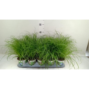 Cyperus alternifolius 'Zumula'