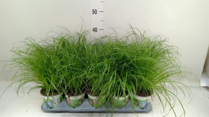 <h4>Cyperus alternifolius 'Zumula'</h4>