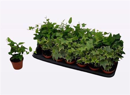 Hedera Helix Gemengd