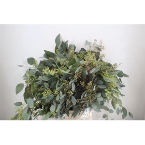 Euca Populus Berry 300gr P Bunch