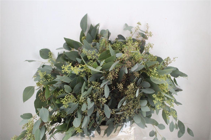 <h4>Euca Populus Berry 300gr P Bunch</h4>