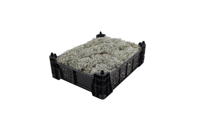 <h4>Mos Zilvermos</h4>