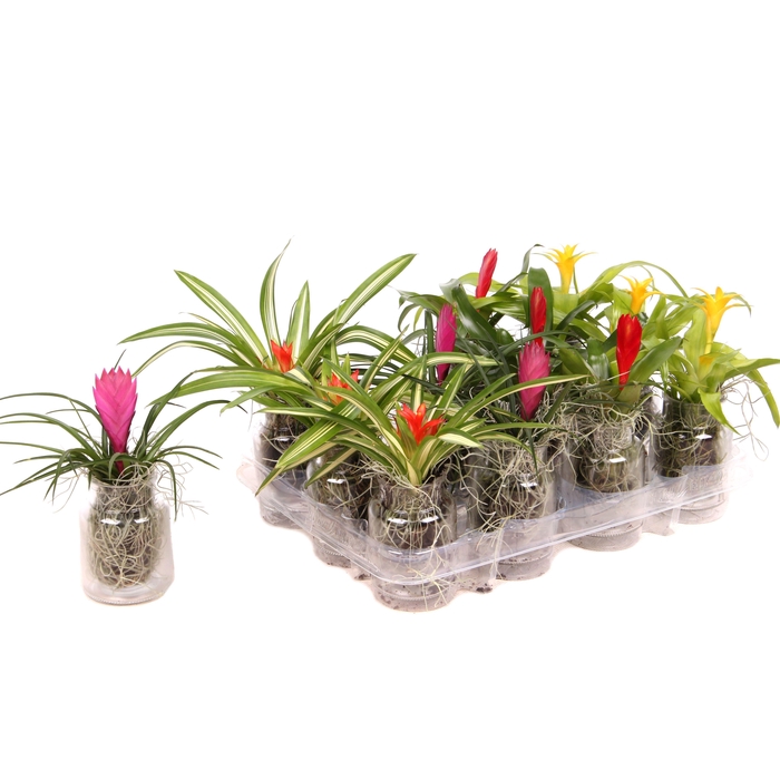 <h4>Bromelia mix in glas</h4>