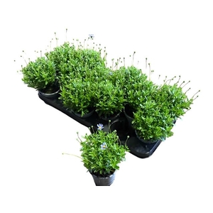 FELI AMELLOIDES