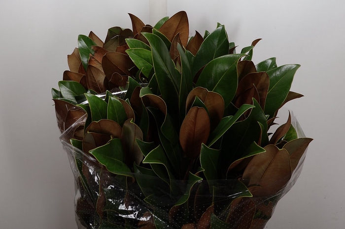<h4>Magnoliablad 400 Gr</h4>