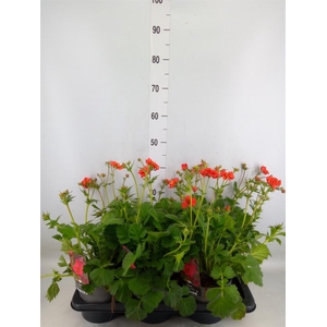 Geum  'Scarlet Tempest'