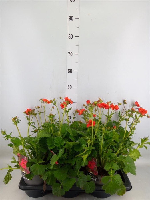 <h4>Geum  'Scarlet Tempest'</h4>