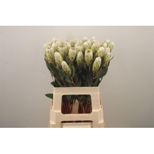 Protea Mundi White
