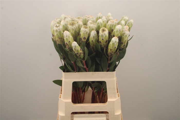 <h4>Protea Mundi White</h4>