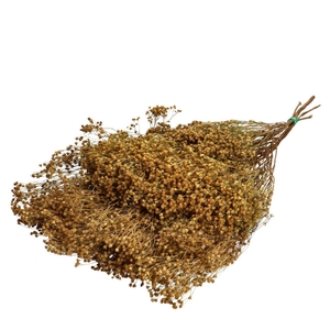 Dried flowers Broom 50-60cm