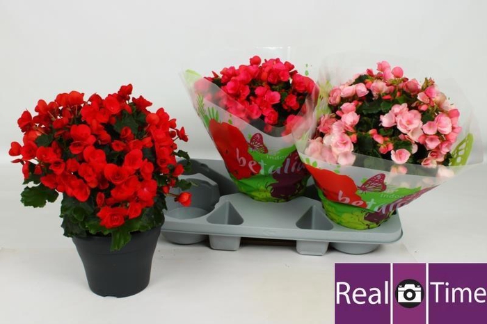 <h4>BEG EN BETULIA GEM</h4>