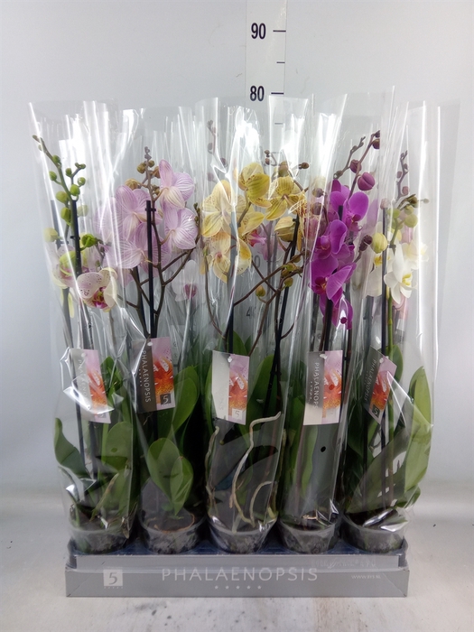 <h4>Phalaenopsis   ...mix  7</h4>