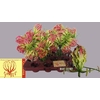 GLORIOSA ROTHSCHILD