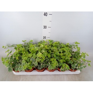 Hedera helix 'Eva'