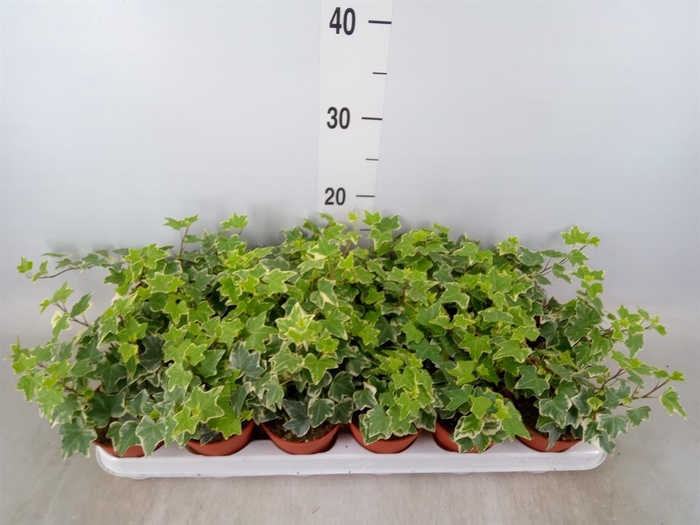 <h4>Hedera helix 'Eva'</h4>