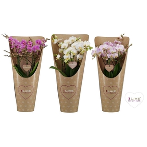 Duetto Multi mix 60+ in draagcover