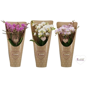 Duetto Multi mix 60+ in draagcover