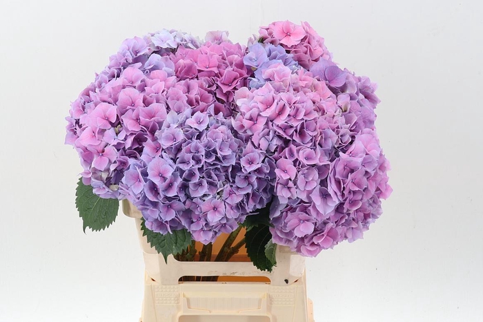 <h4>Hydr M Ch Cassanova</h4>