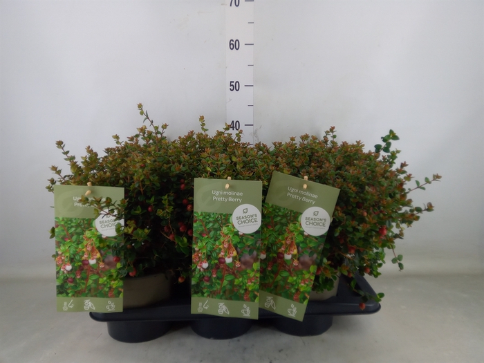 <h4>Ugni molinae 'Pretty Berry'</h4>