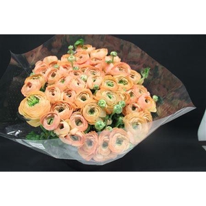 Cloni Super Salmon Honey