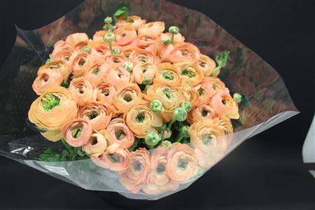 <h4>Cloni Super Salmon Honey</h4>