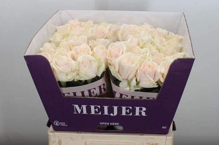 <h4>Rosa GR 'Dorchester'</h4>