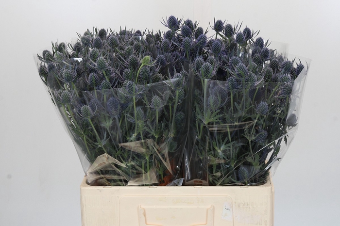 <h4>Eryngium Blue Dynamite</h4>