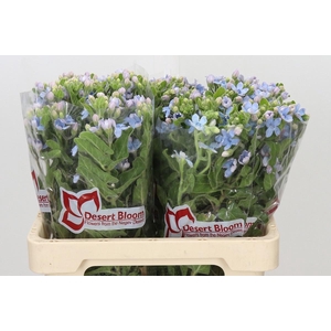 OXY CO TAN PURE BLU