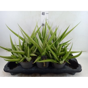 Sansevieria   ...