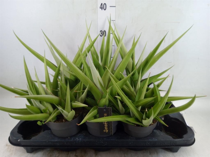 <h4>Sansevieria   ...</h4>