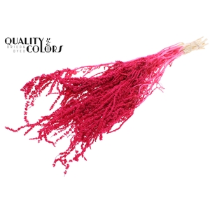 Hang Amaranthus ±70cm Preserved per bunch Bleached Cerise