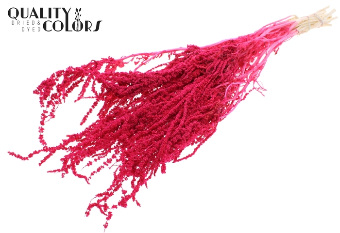 <h4>Hang Amaranthus ±70cm Preserved per bunch Bleached Cerise</h4>