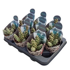 TEPHROCACTUS MOLINENSIS - POT Ø 10,5 - COLLECTION WITH POTCOVER (CACTUS)