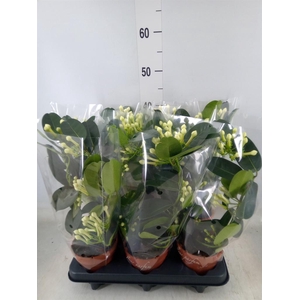 Stephanotis floribunda   ...