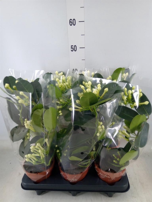 <h4>Stephanotis floribunda   ...</h4>