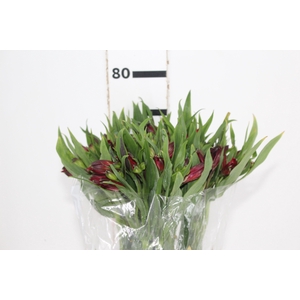 ALSTROEMERIA NATALYA 080 CM