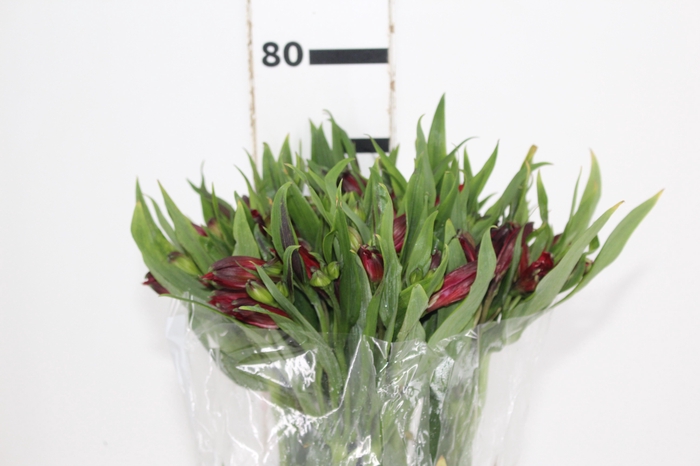 ALSTROEMERIA NATALYA 080 CM